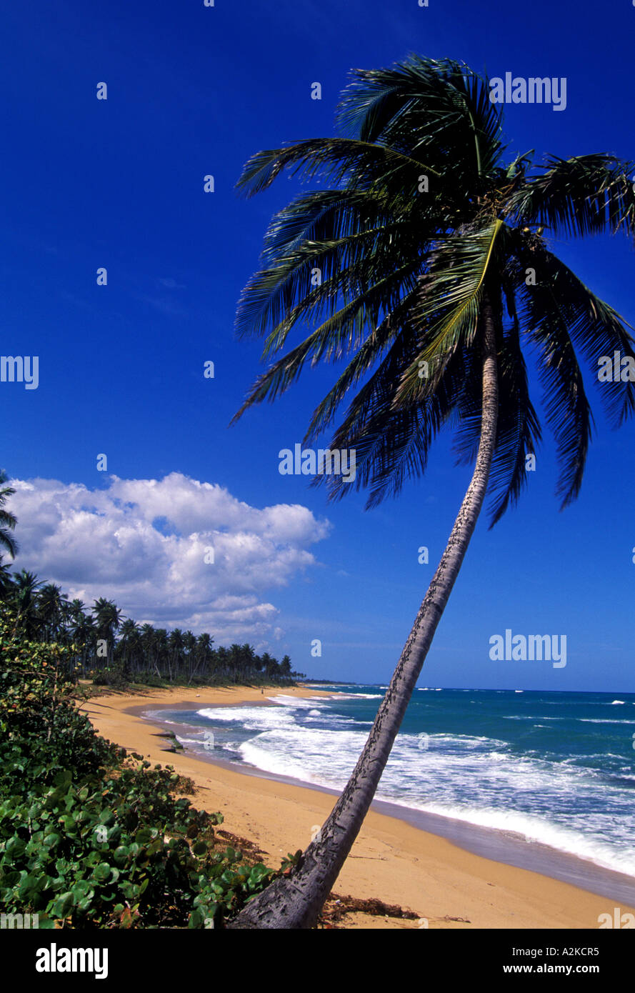 Caribbean, Puerto Rico, San Juan, Isla Verde, Palm tree lined beach Stock Photo