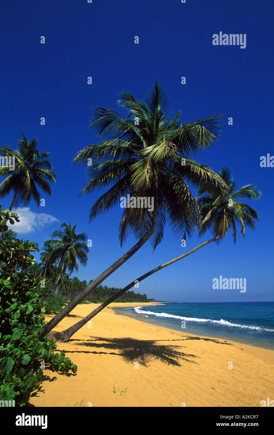 Caribbean, Puerto Rico, San Juan, Isla Verde, Palm tree lined beach Stock Photo