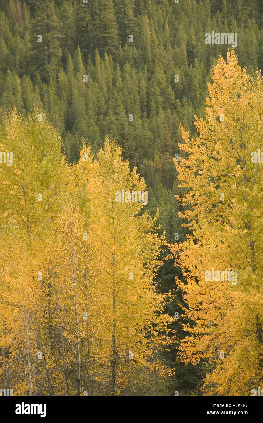 CANADA, British Columbia, Princeton. Fall Foliage Stock Photo Alamy