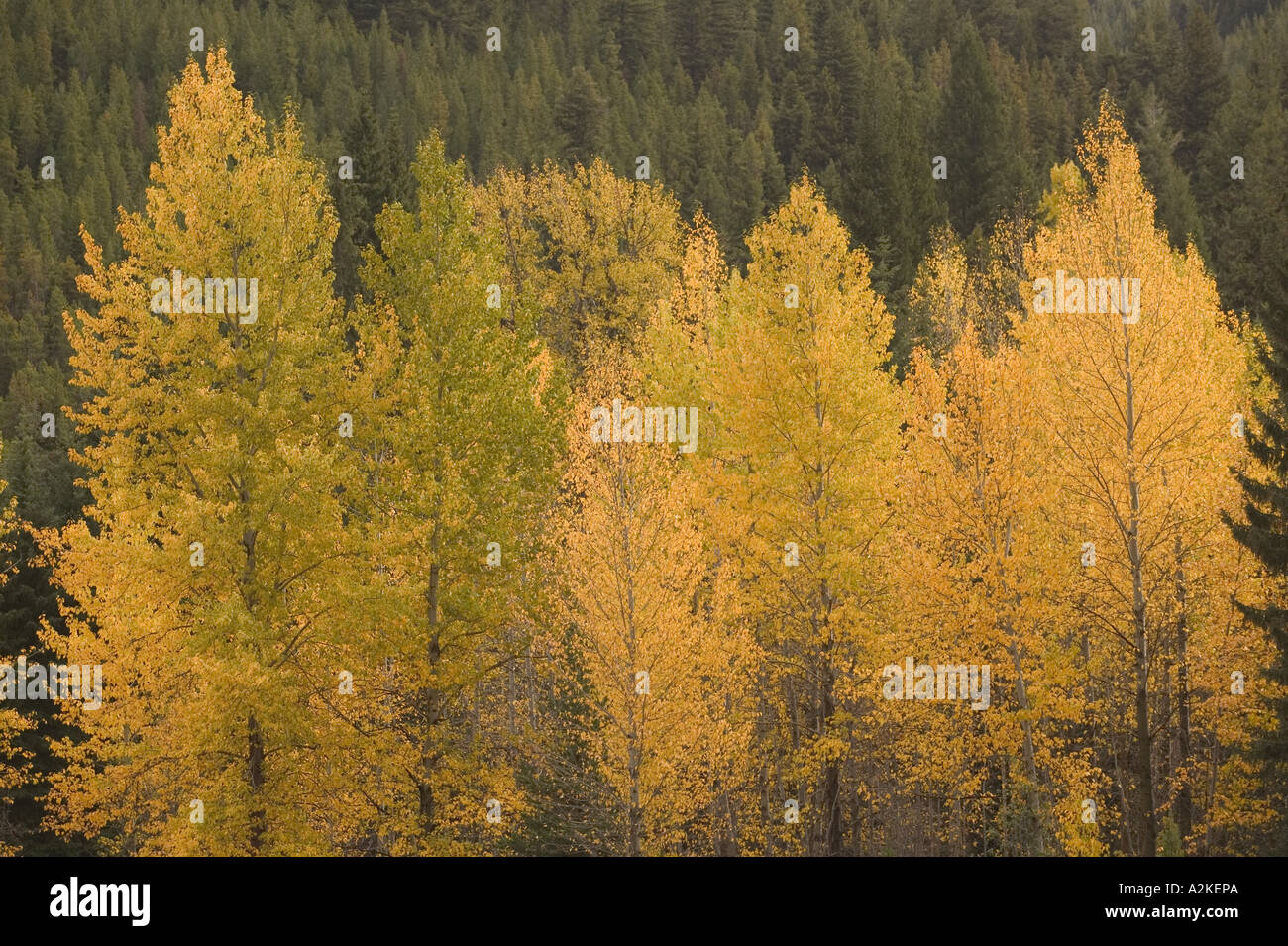 CANADA, British Columbia, Princeton. Fall Foliage Stock Photo Alamy
