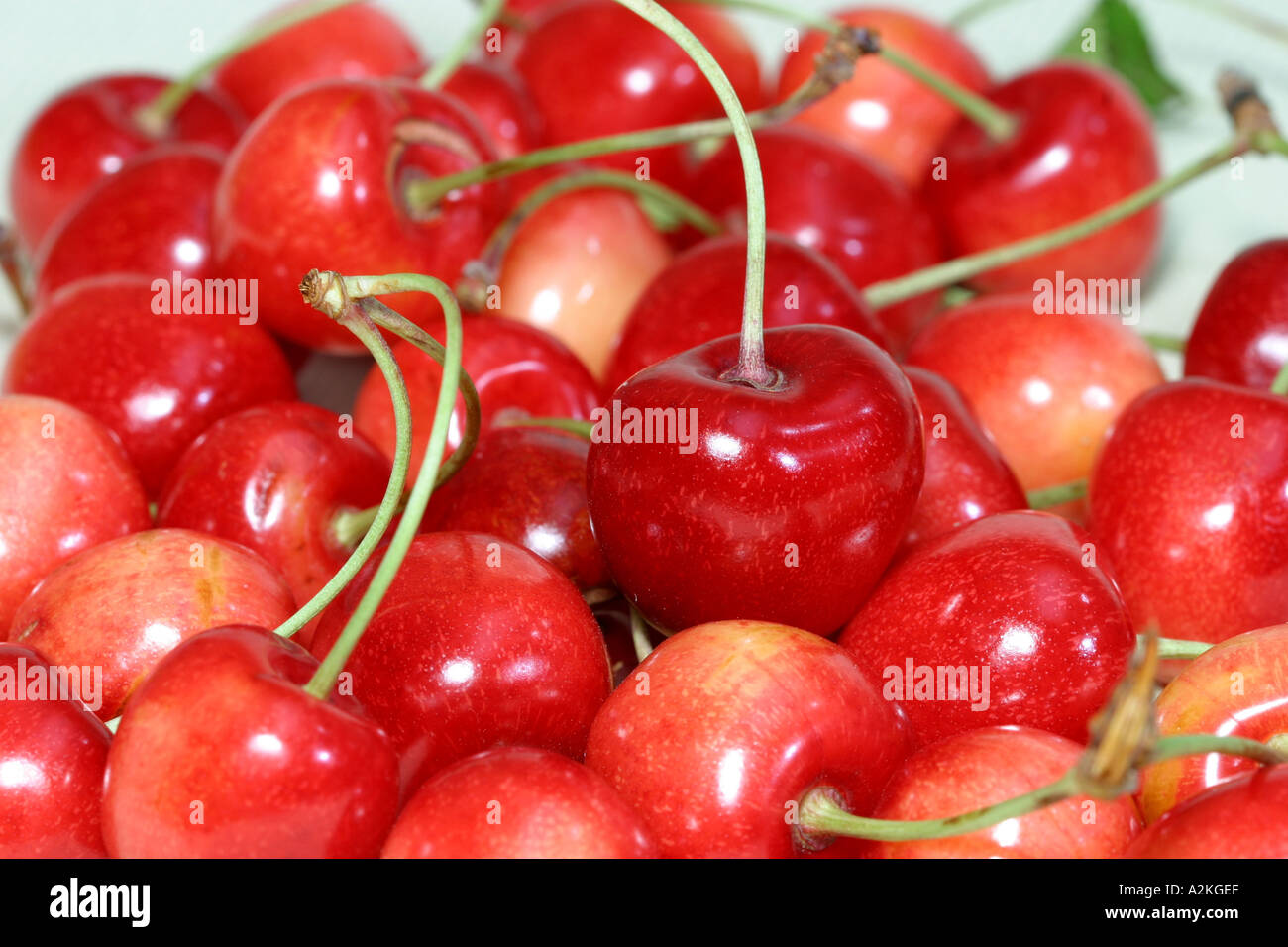 Cherry sort Büttners Rote Knorpelkirsche Stock Photo