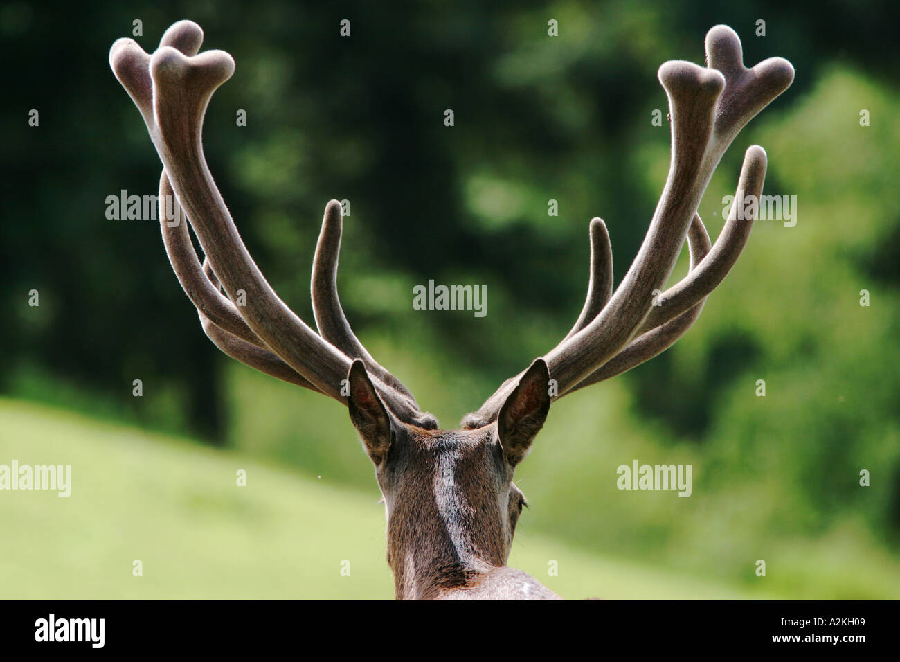 Antlers of a red deer in a red deer park captive Stock Photo