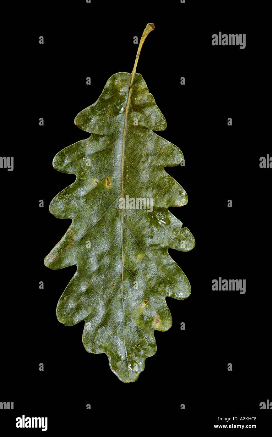 White oak leaf hi-res stock photography and images - Alamy