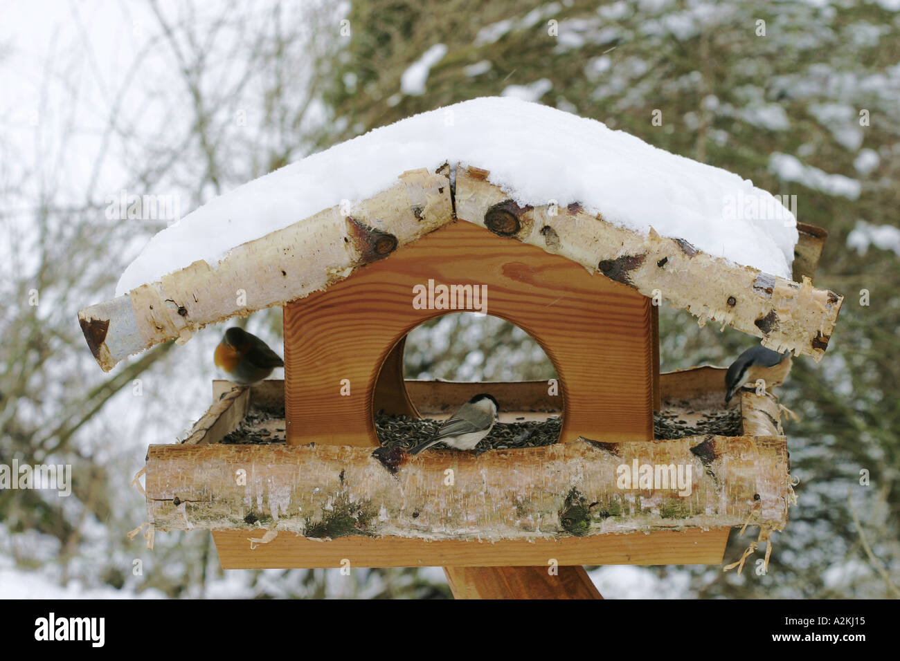 Wooden birdhouse in winter with bluebirds Stock Photo Alamy