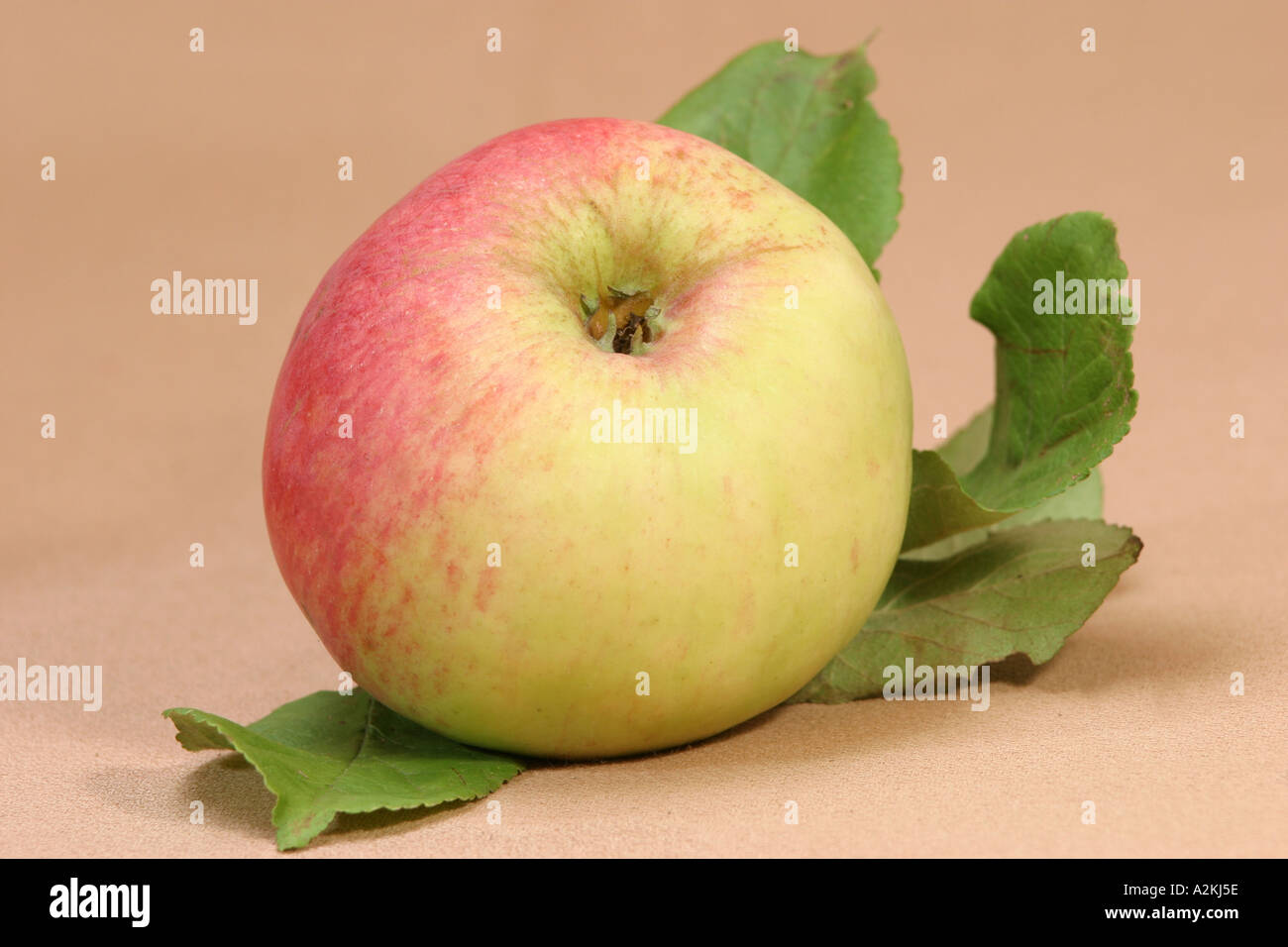 Apple sort Prinz Albrecht von Preußen Stock Photo
