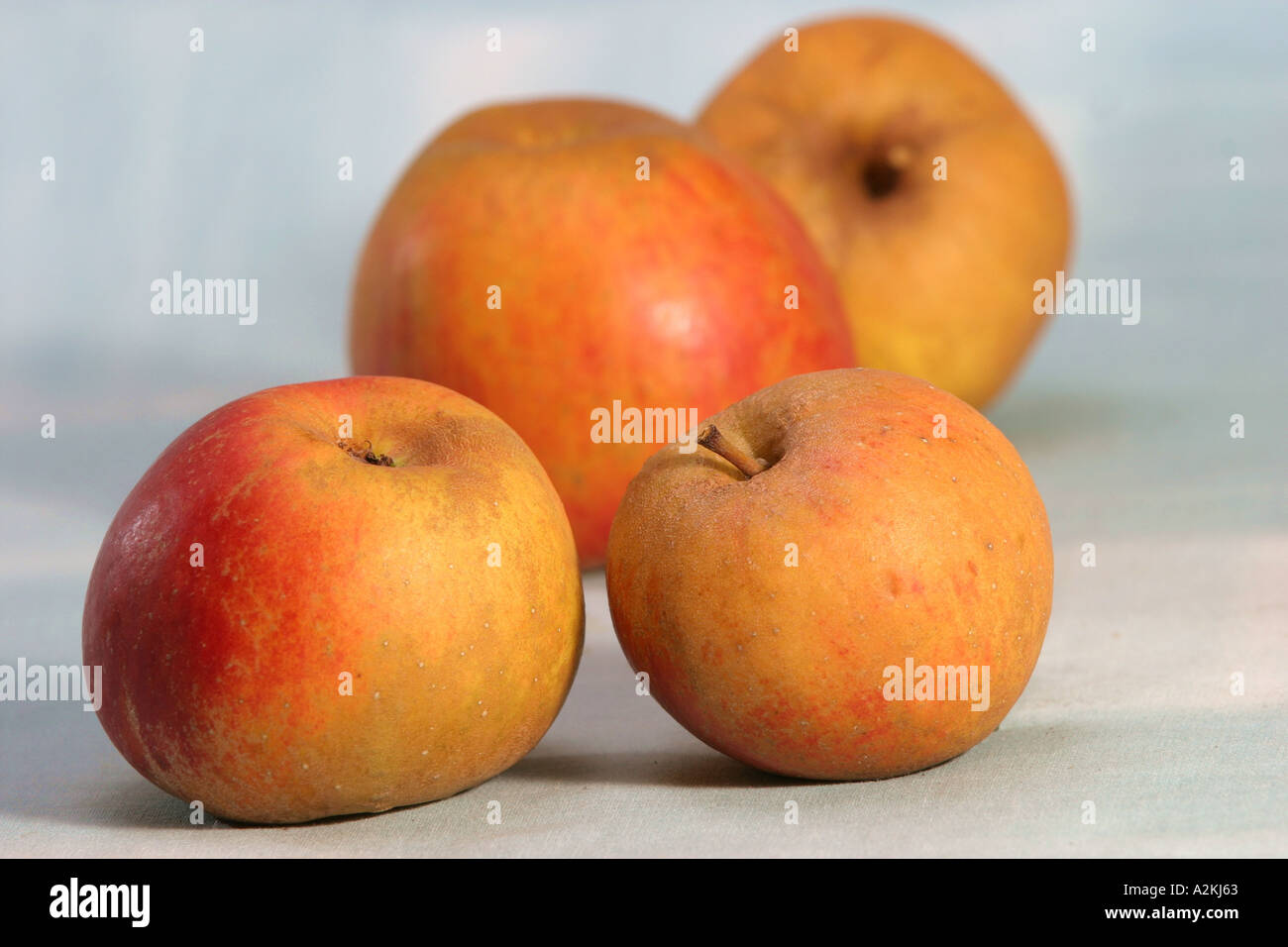 Apple sort Ribston Pepping Stock Photo Alamy
