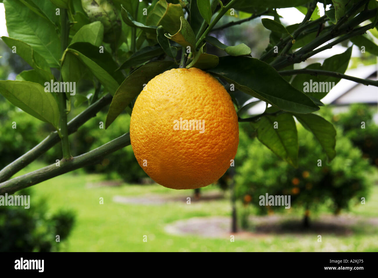 Orange on a orange tree Stock Photo