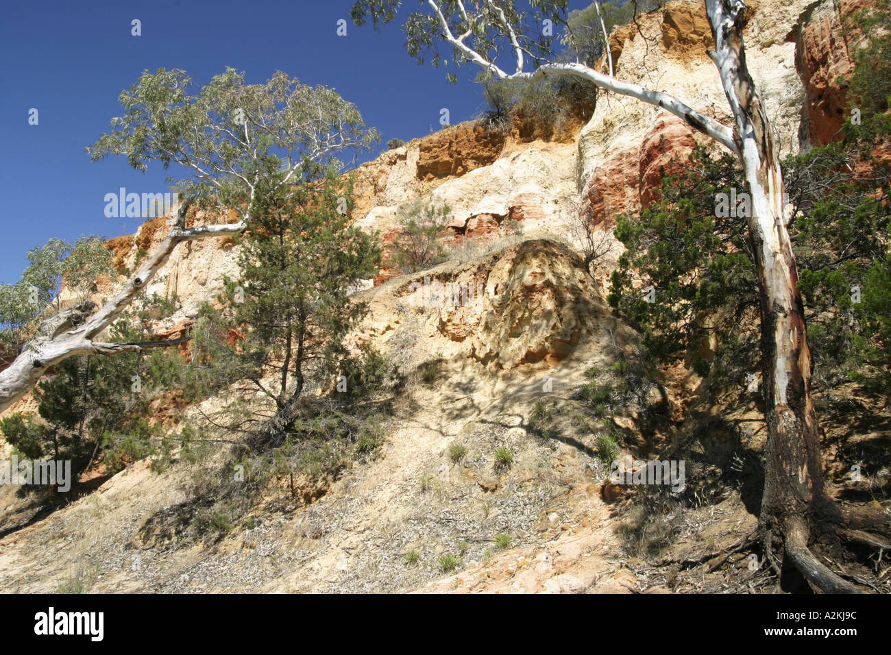 Red cliffs with Eucalyptus trees and pine trees Paringa Riverland South Australia Stock Photo