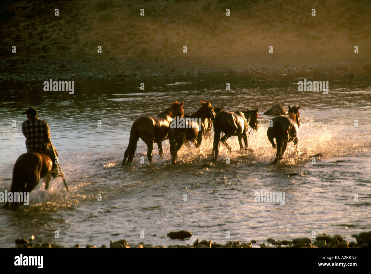 Mongolian herdsman herding horses to cross the lake at sunset Terkhin ...