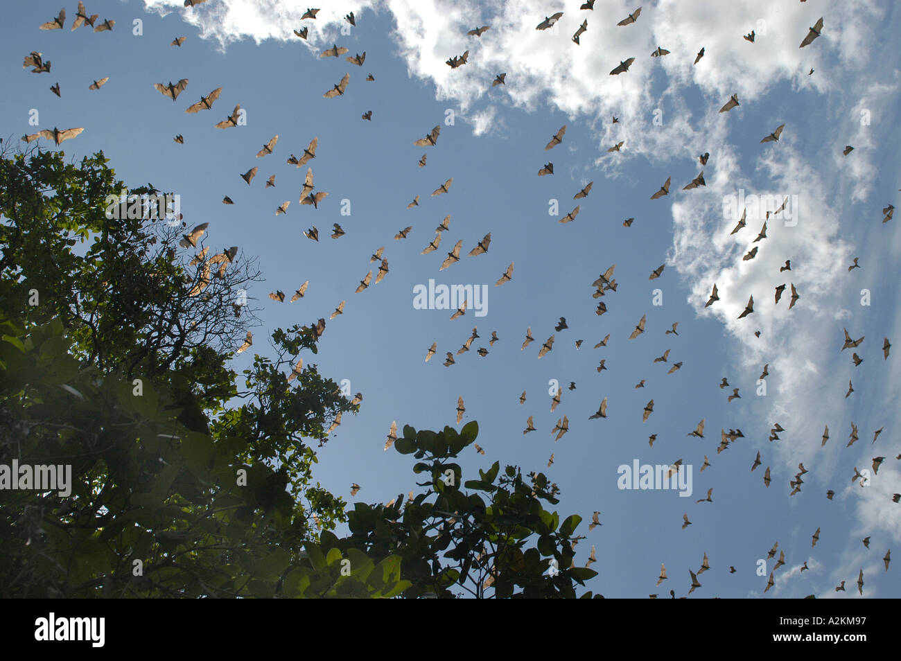 Flying foxes in Kasanka national park Zambia Stock Photo