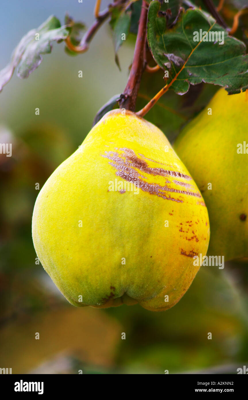 A coing quince fruit. on a tree. Domaine la Monardiere Monardière,  Vacqueyras, Vaucluse, Provence, France, Europe Stock Photo - Alamy