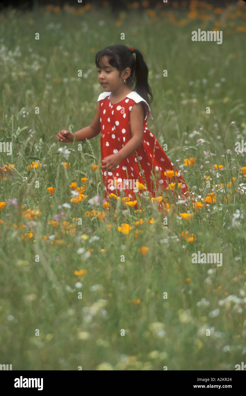 A Hispanic child plays in a daisy field in Napa California Stock Photo