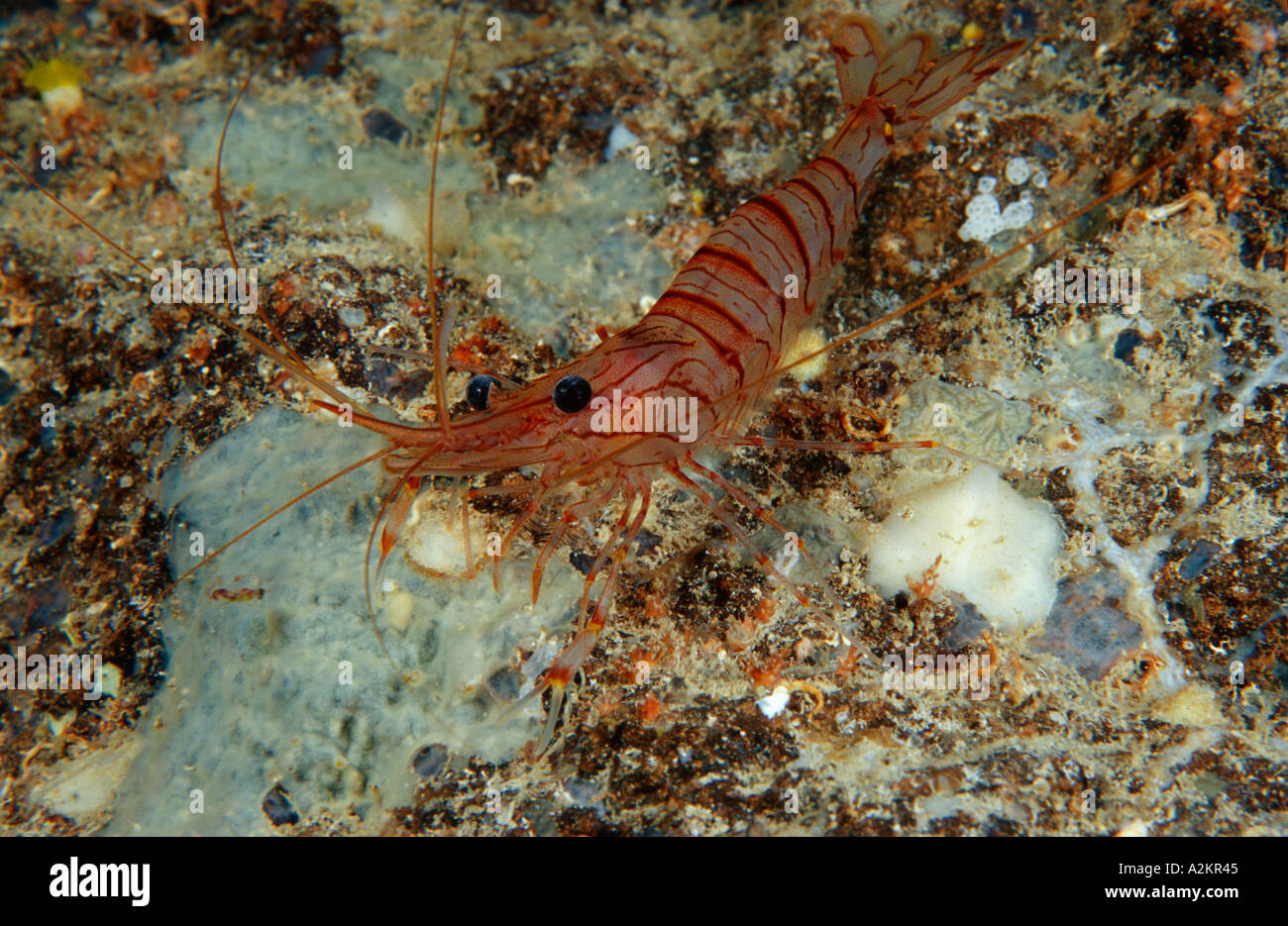 Common prawn, Palaemon serratus Stock Photo