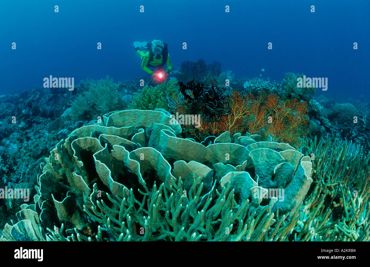 scuba diver in coral reef Stock Photo