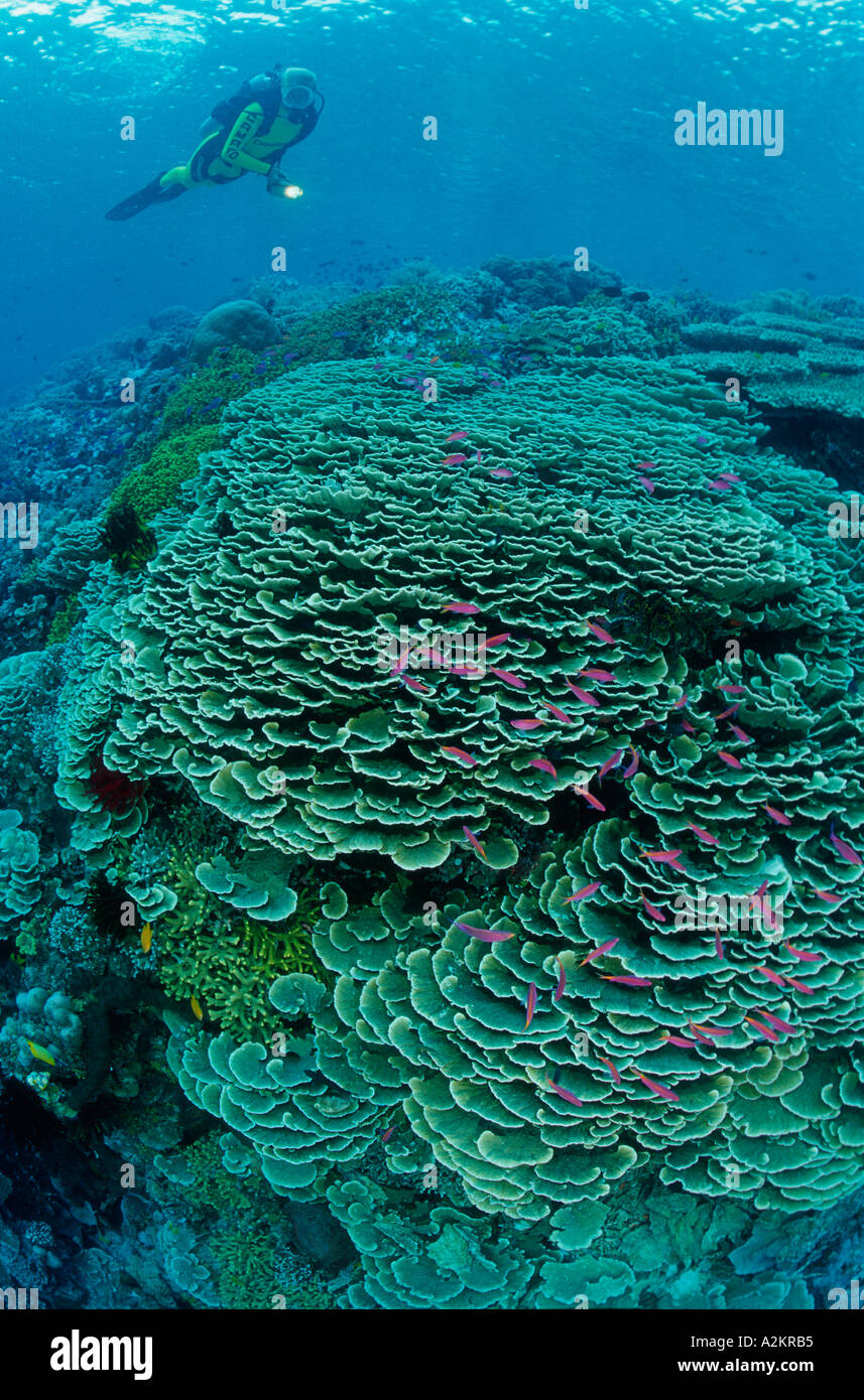 scuba diver in coral reef Stock Photo