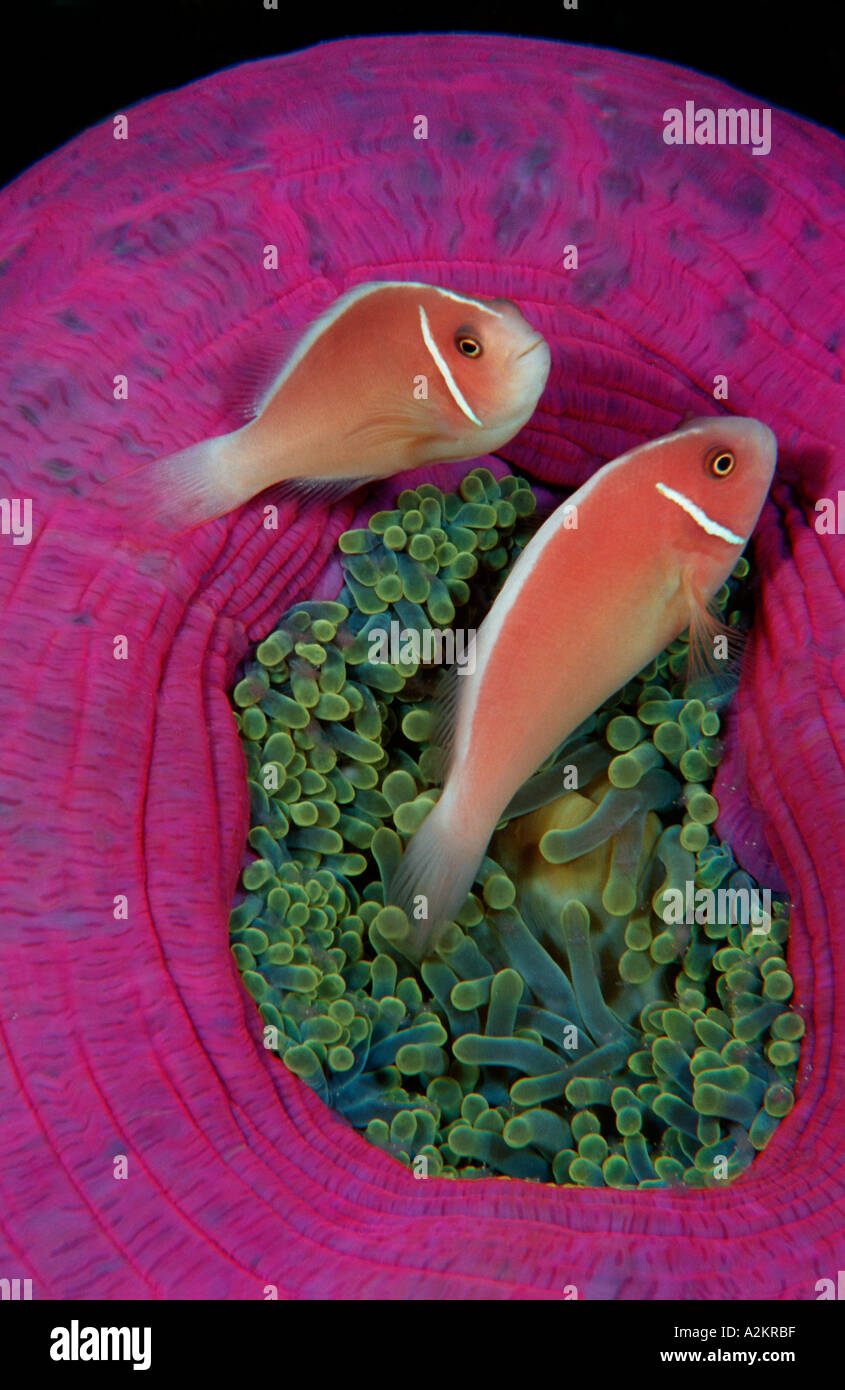 pink skunk clownfish, Amphiprion perideraion, Komodo Indonesia Indian