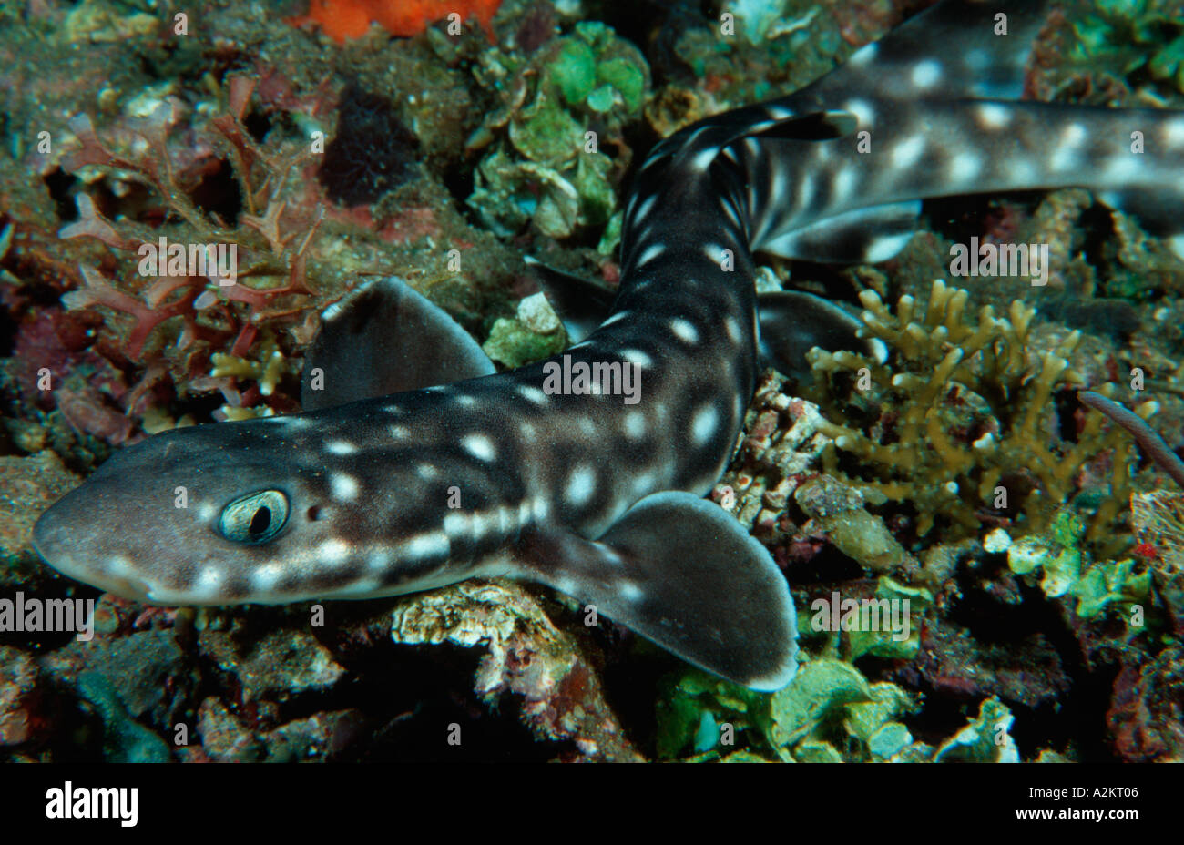 Coral catshark, Atelomycterus marmoratus, Komodo Indonesia Indian Ocean Stock Photo