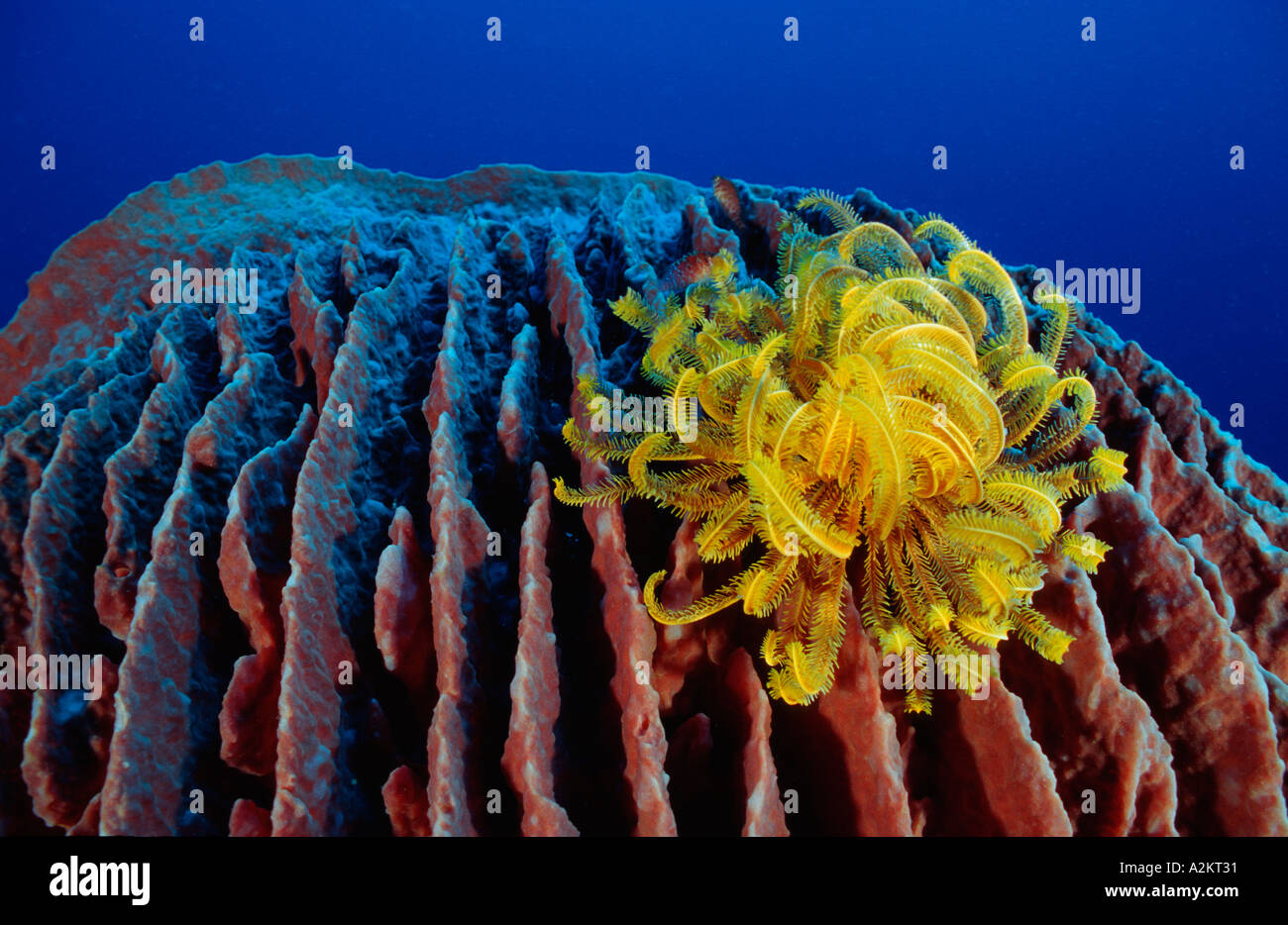 yellow feather star on Barrel sponge, Comanthina sp Xestospongia testudinaria Stock Photo