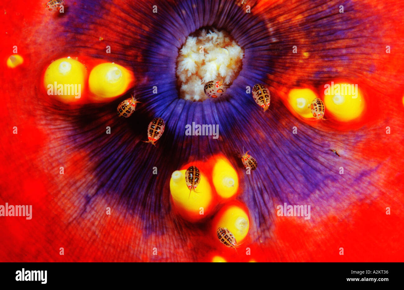 Amphipods Ladybugs on Sea apple, Cyproidea sp Pseudocolochirus violaceus Stock Photo
