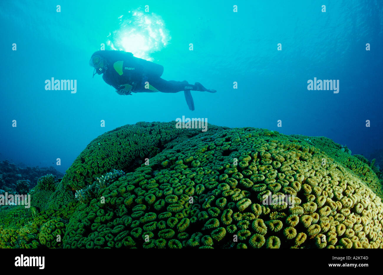 coral reef and scuba diver, brain coral, Lobophyllia corymbosa Stock Photo