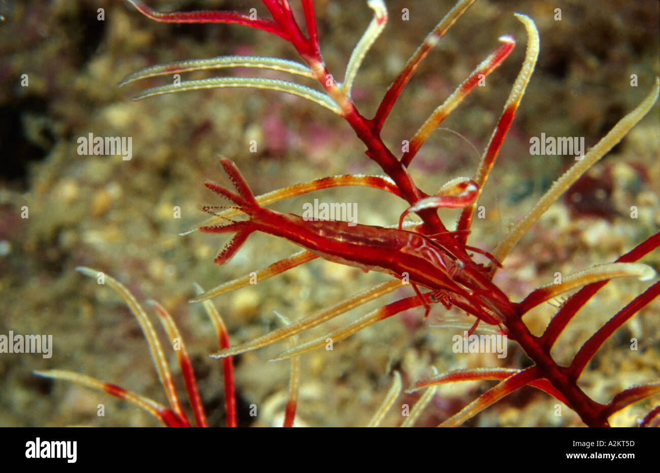 Featherstar shrimp, Hippolyte prideauxiana Stock Photo