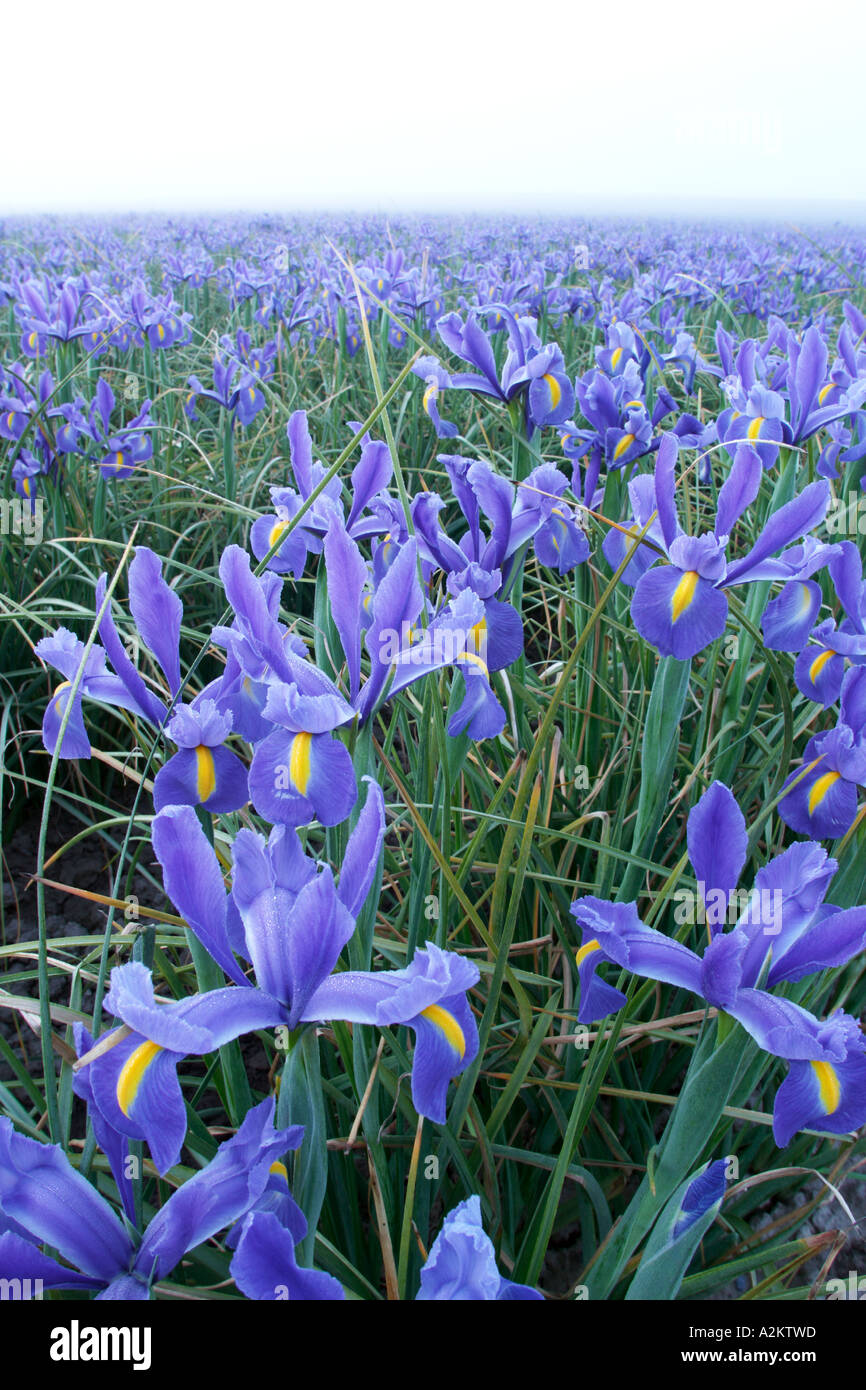 Field Of Blue Iris On Foggy Morning Mount Vernon Skagit Valley Skagit County Washington Usa Stock Photo Alamy Field Of Blue Iris On Foggy Morning Mount Vernon Skagit Valley Skagit County Washington Usa Stock Photo Alamy