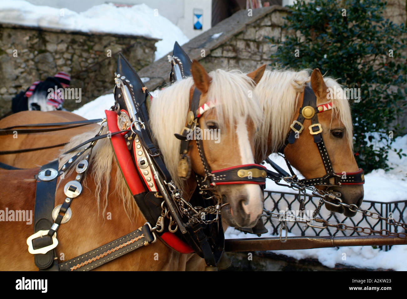 Horses pulling sleigh hires stock photography and images Alamy