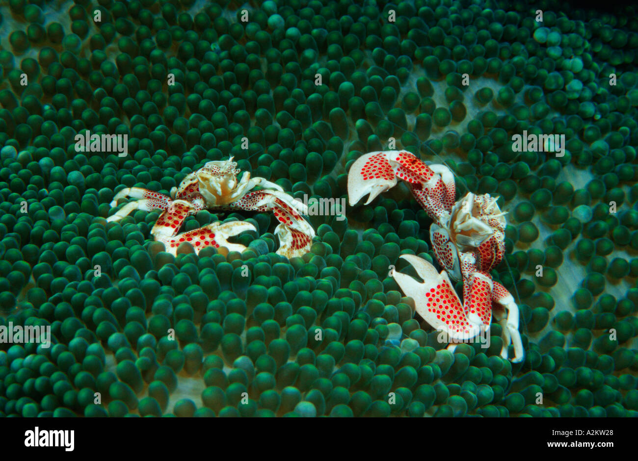 Porcelain crabs in sea anemone, Neopetrolisthes oshimai Stock Photo