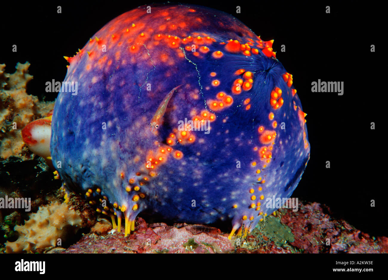 Sea apple with goby, Pseudocolochirus violaceus Stock Photo