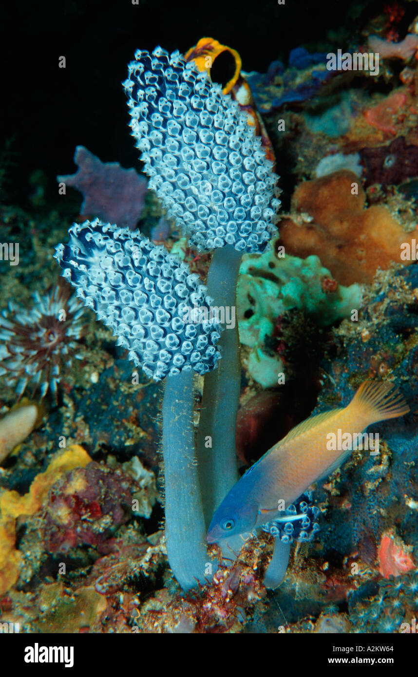 urochordata Tunicata Stock Photo 3444067 Alamy urochordata Tunicata Stock Photo 3444067 Alamy