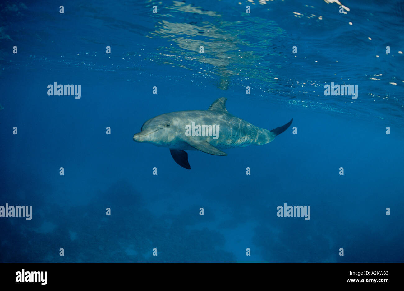 Tursiops aduncus Indo, Pacific Bottlenose Dolphin, Red Sea Stock Photo ...