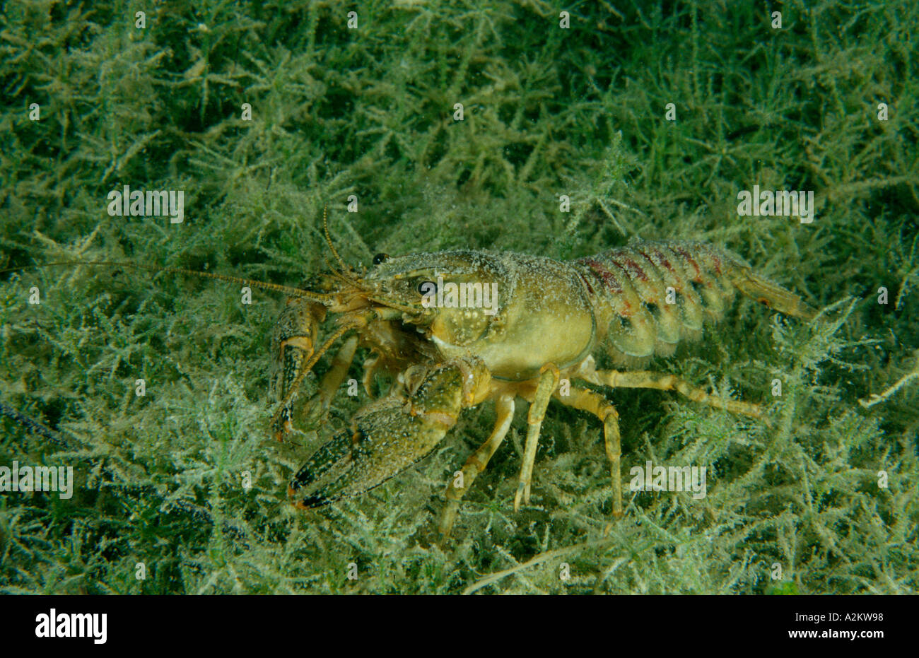 American river crayfish, Oronectes limosus, underwater Stock Photo