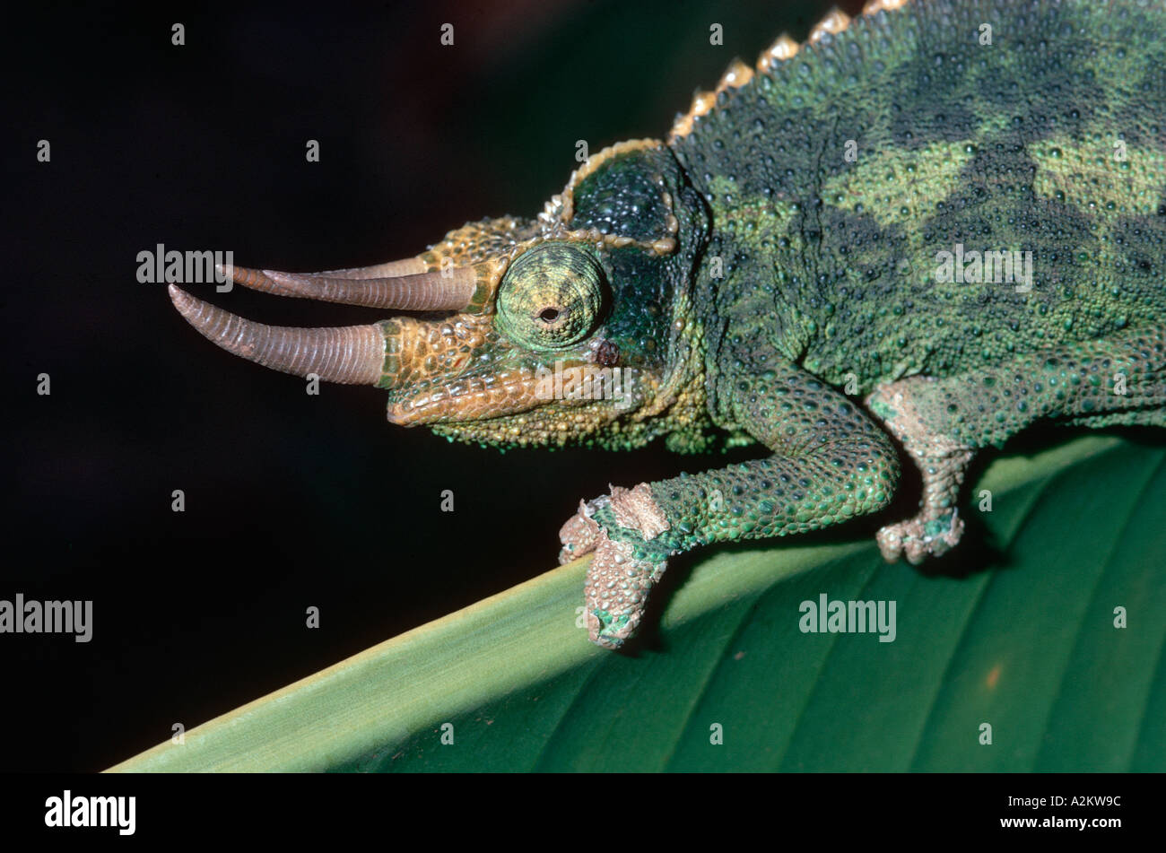 Jacksons 3 horned chameleon Chamaeleo jacksoni Nairobi Kenya Stock Photo