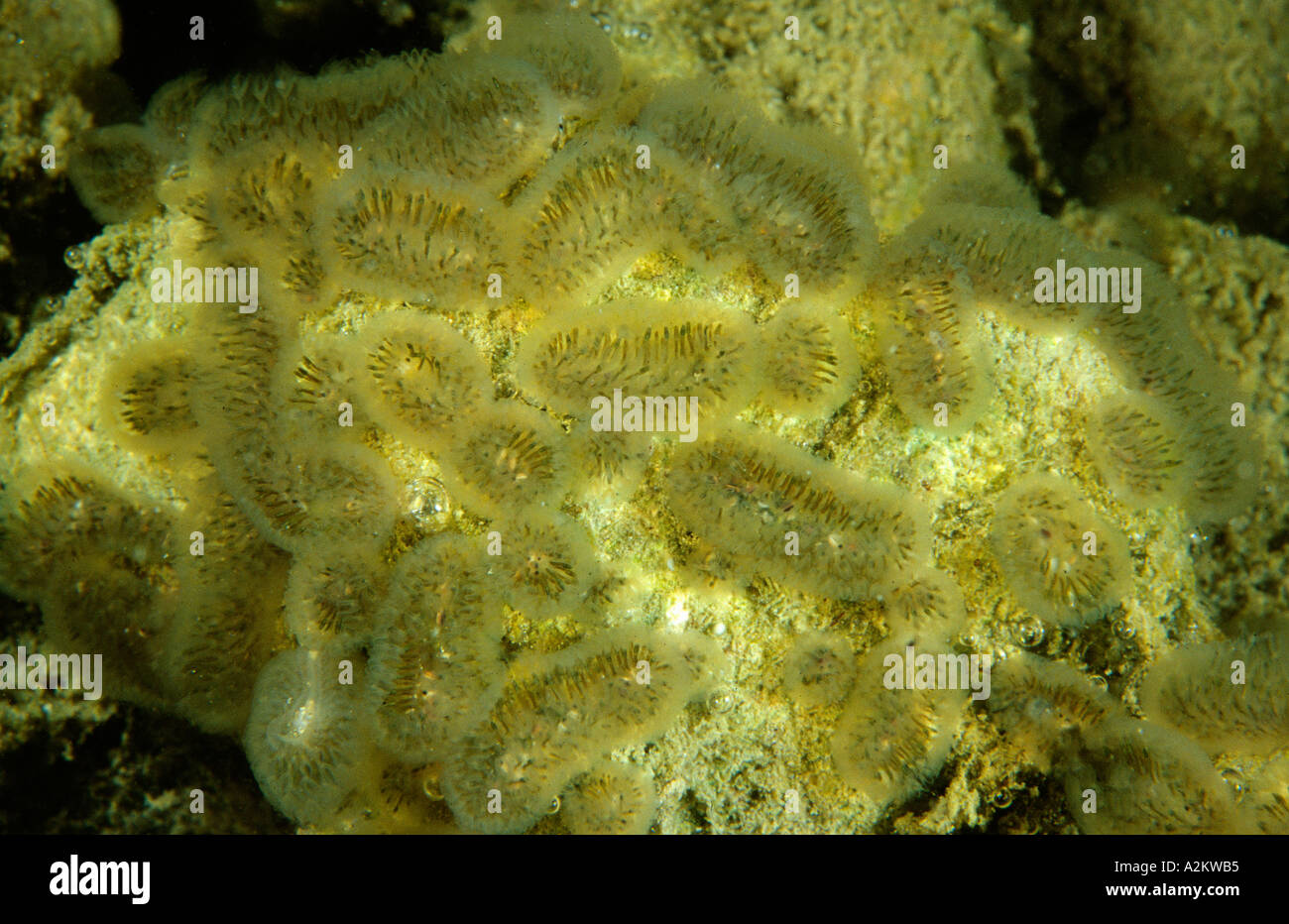 freshwater bryozoan Cristatella mucedo Stock Photo