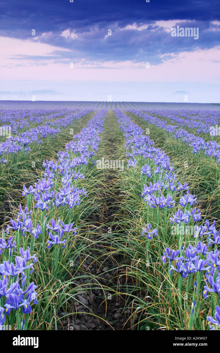 Field Of Blue Iris On Foggy Morning Mount Vernon Skagit Valley Skagit County Washington Usa Stock Photo Alamy Field Of Blue Iris On Foggy Morning Mount Vernon Skagit Valley Skagit County Washington Usa Stock Photo Alamy
