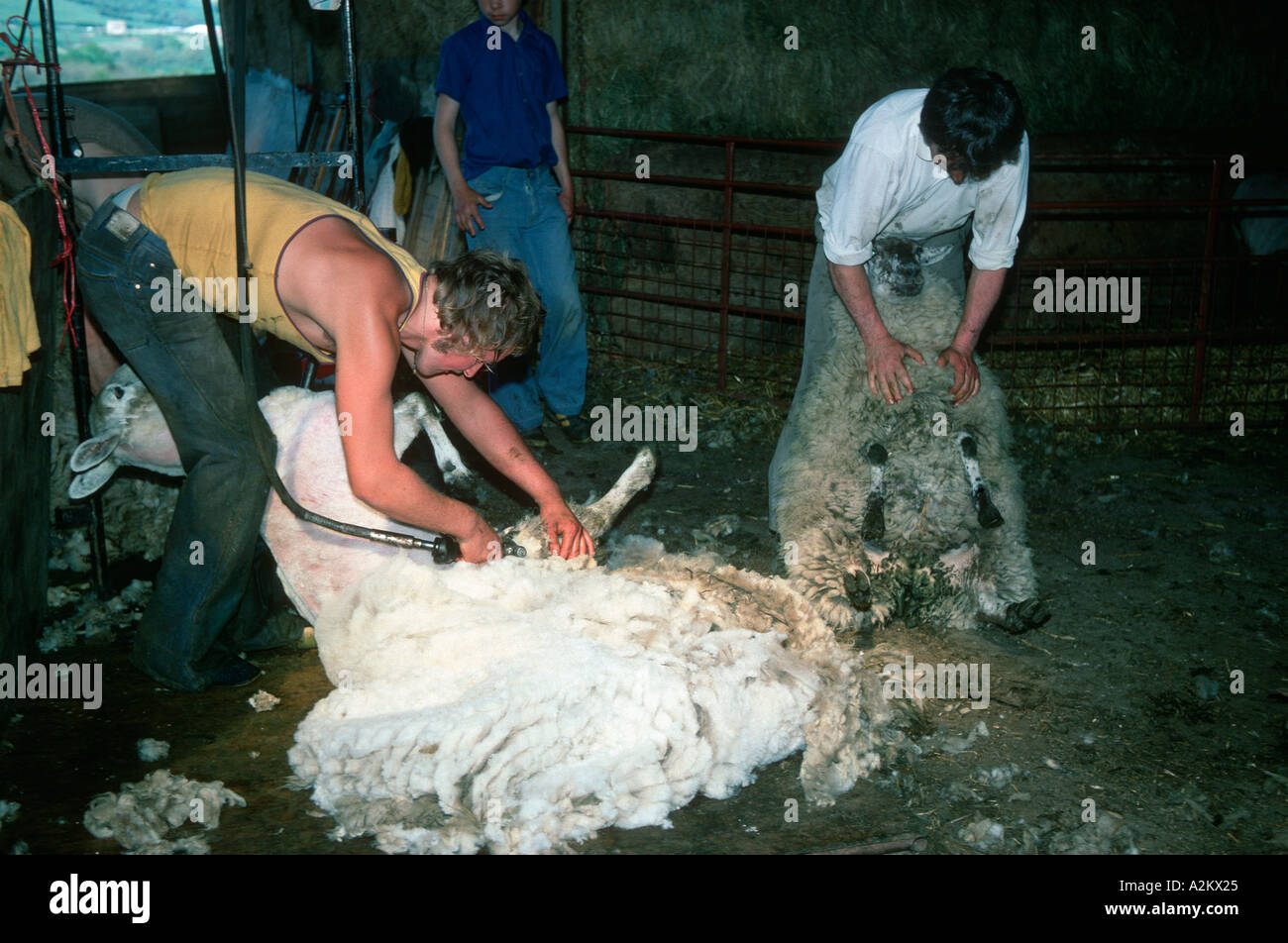 Shearing sheep Cotswolds UK Stock Photo Alamy