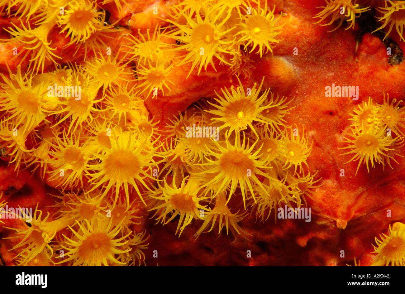 yellow cluster anemones red sponge, Parazoanthus axinellae Spirastrella cunctatrix Stock Photo