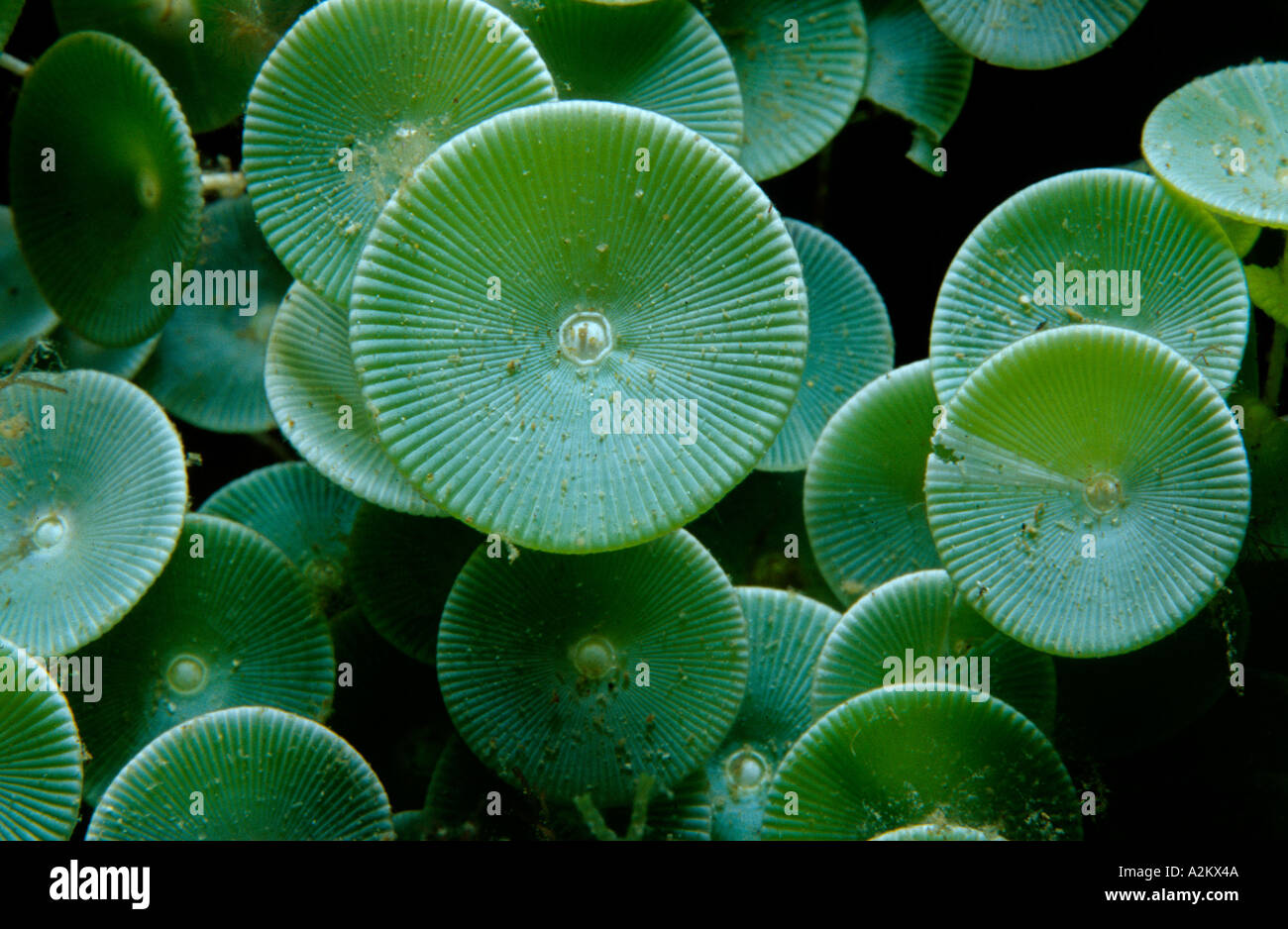 green algae, Acetabularia acetabulum Stock Photo