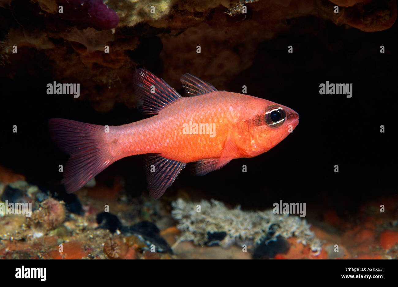 Cardinal Fish Apogon Imberbis High Resolution Stock Photography and ...