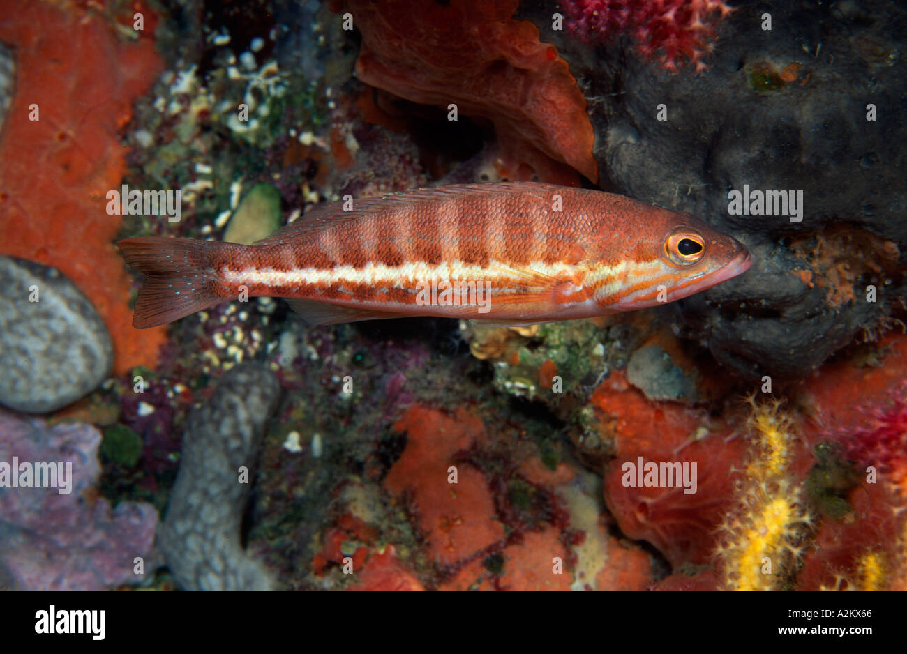 comber-serranus-cabrilla-stock-photo-alamy