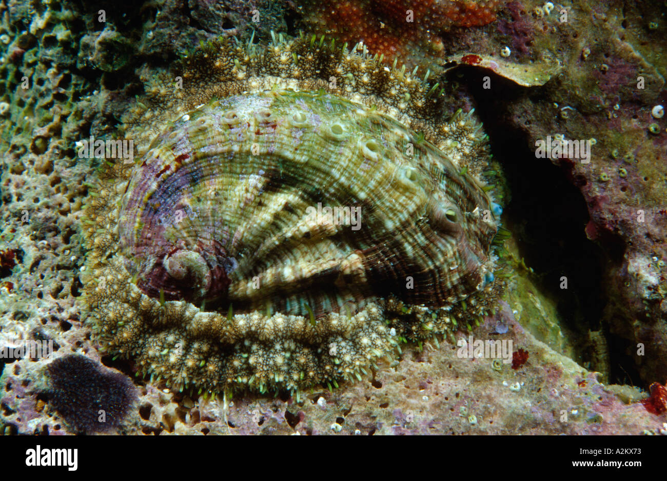 Green Ormer, Haliotis tuberculata, Croatia, Adriatic Sea, Mediterranean Sea Stock Photo