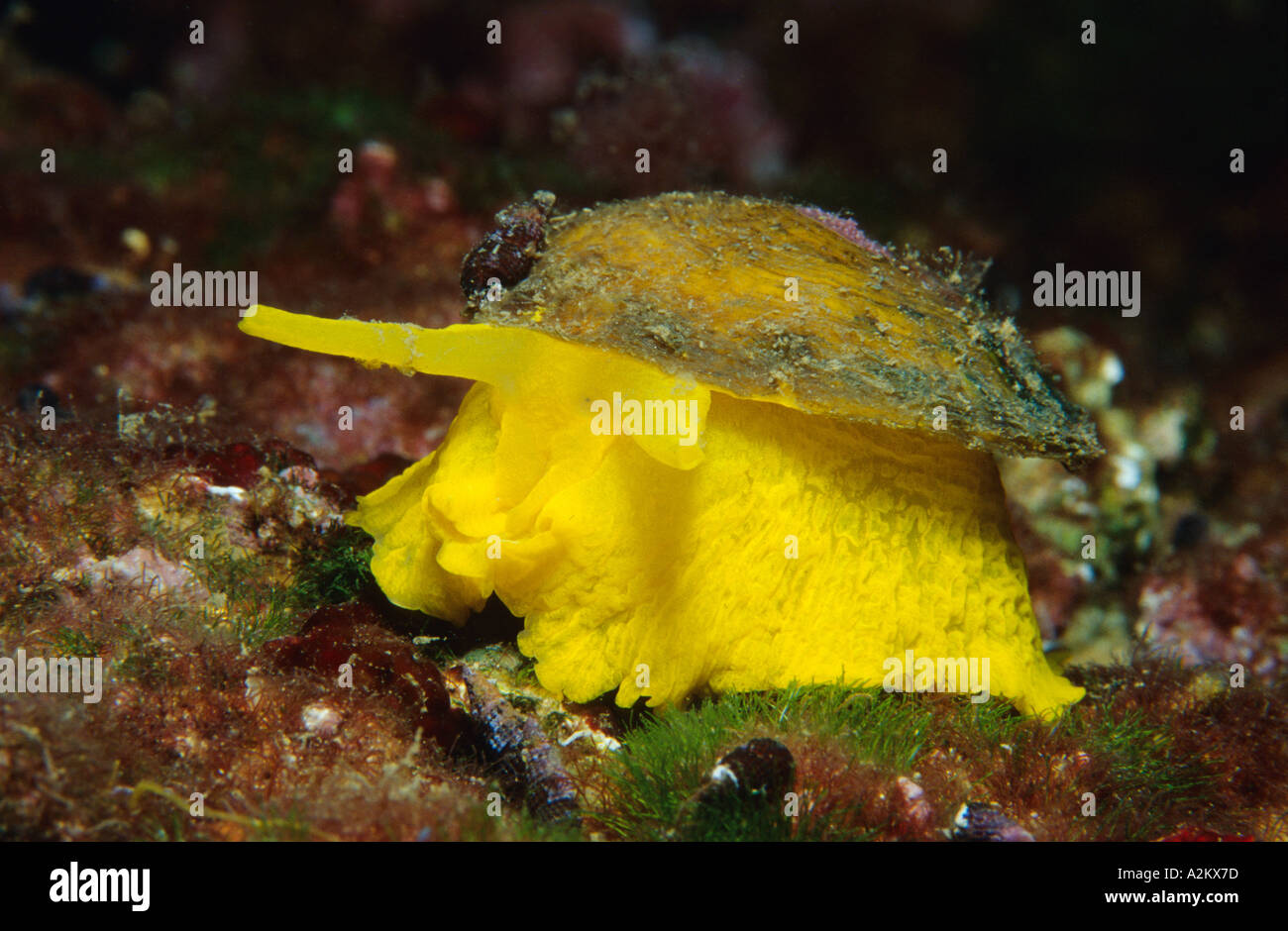 yellow sea slug, Tylodina perversa Stock Photo