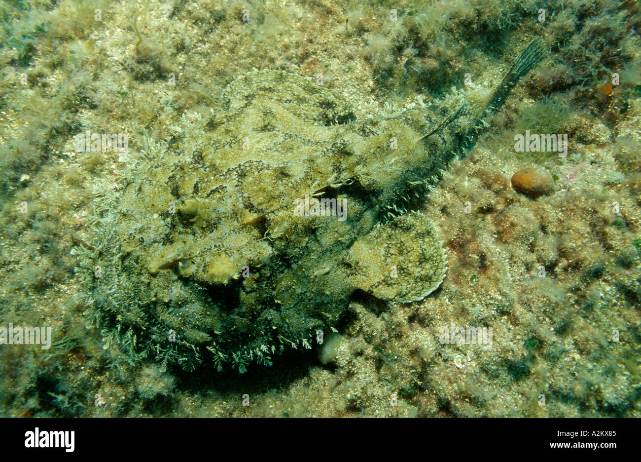 Long spined anglerfish Lophius piscatorius Stock Photo