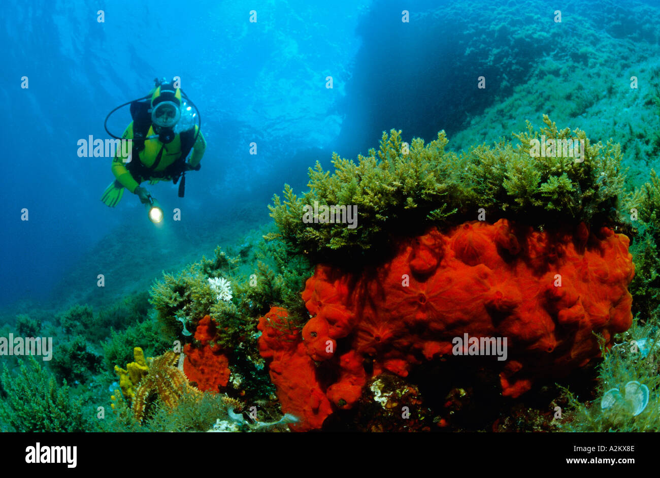 scuba diver with colorful rocky reef Stock Photo