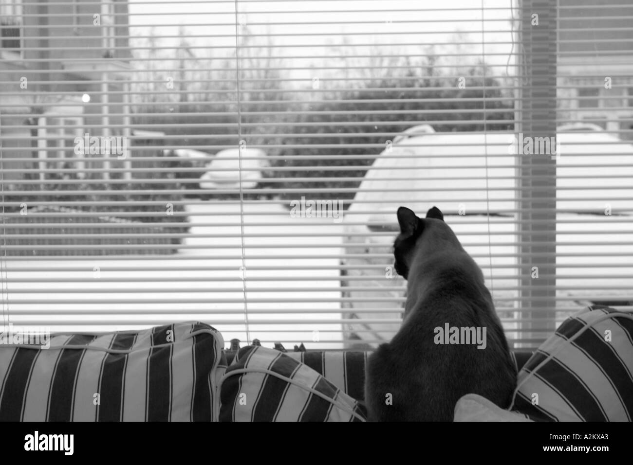 Suburban cat Black and White Stock Photos & Images - Alamy