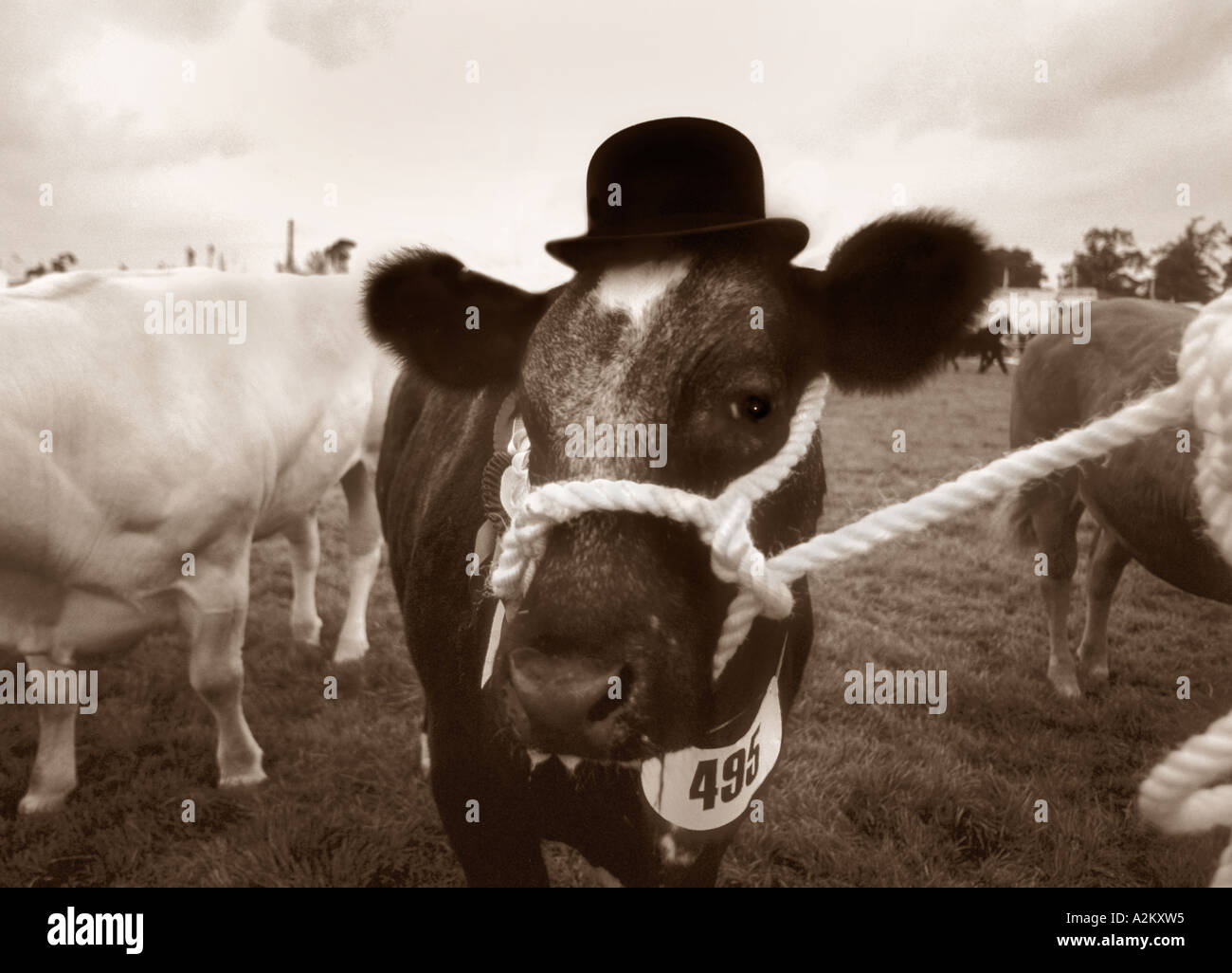 Cattle Show (Best Dressed Cow Stock Photo Alamy