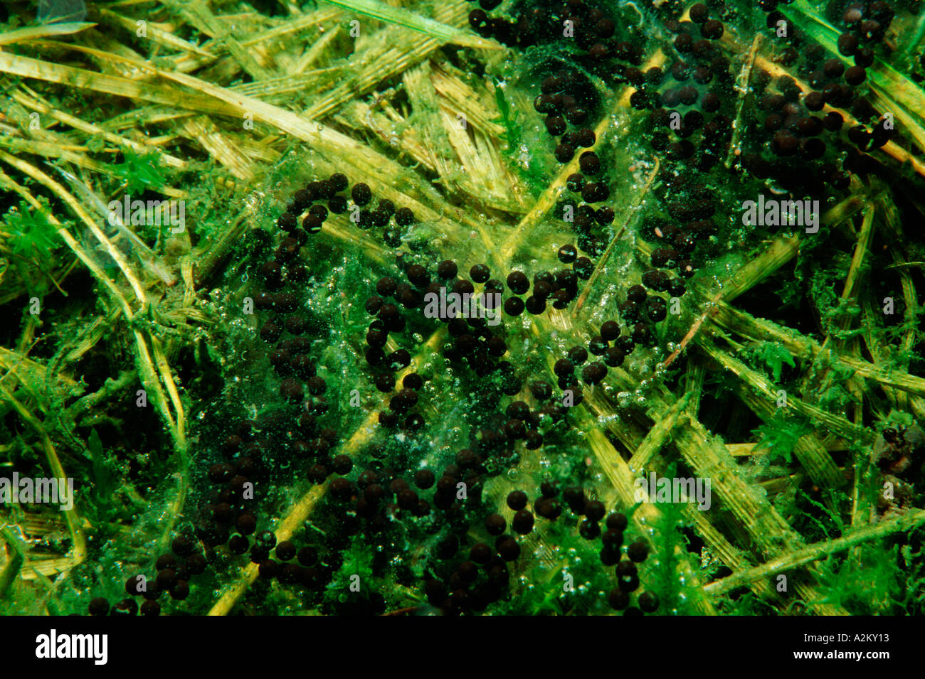 eggs of Common European Toads, bufo bufo Stock Photo - Alamy