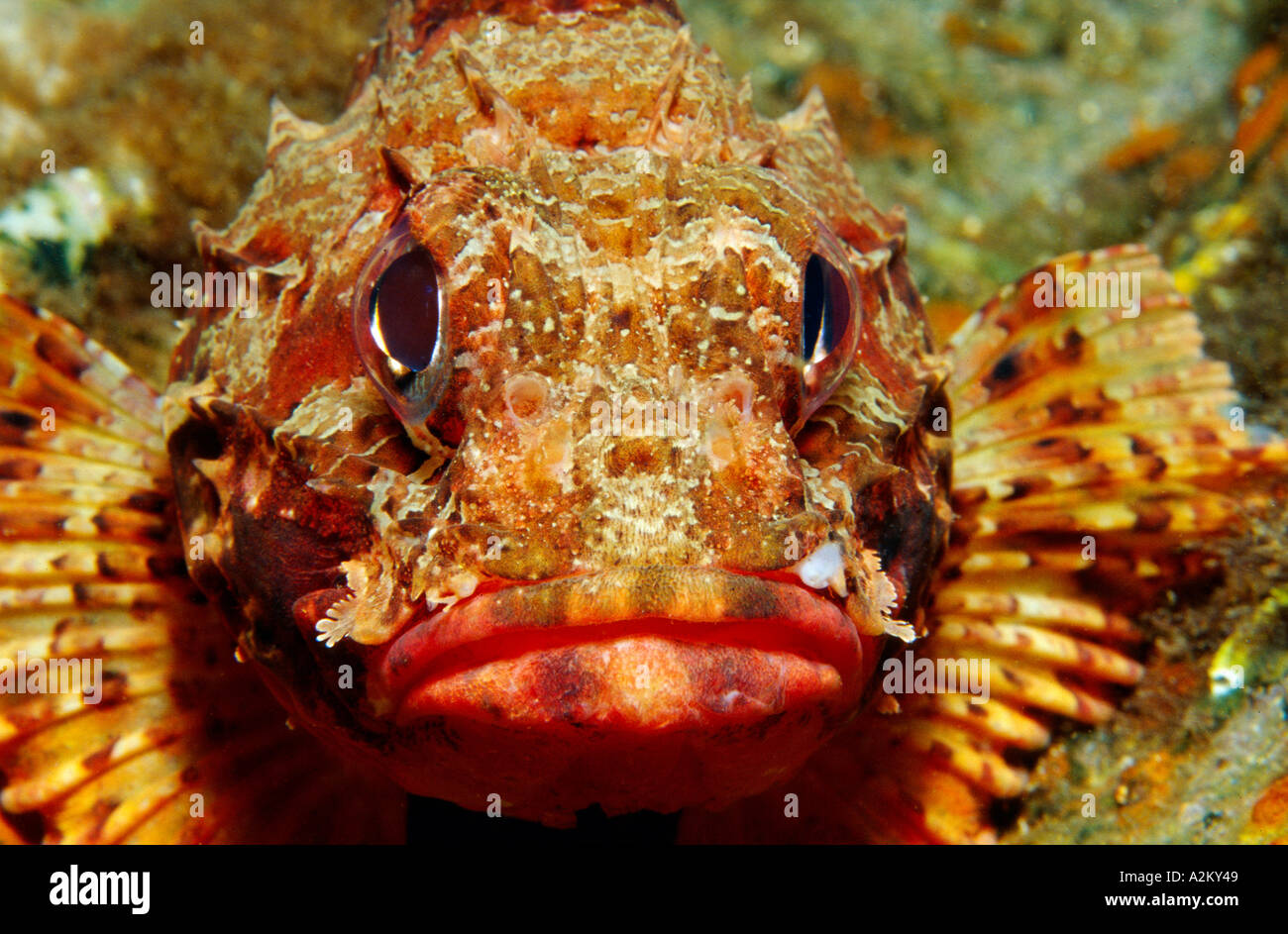 Small rockfish, Scorpaena notata Stock Photo
