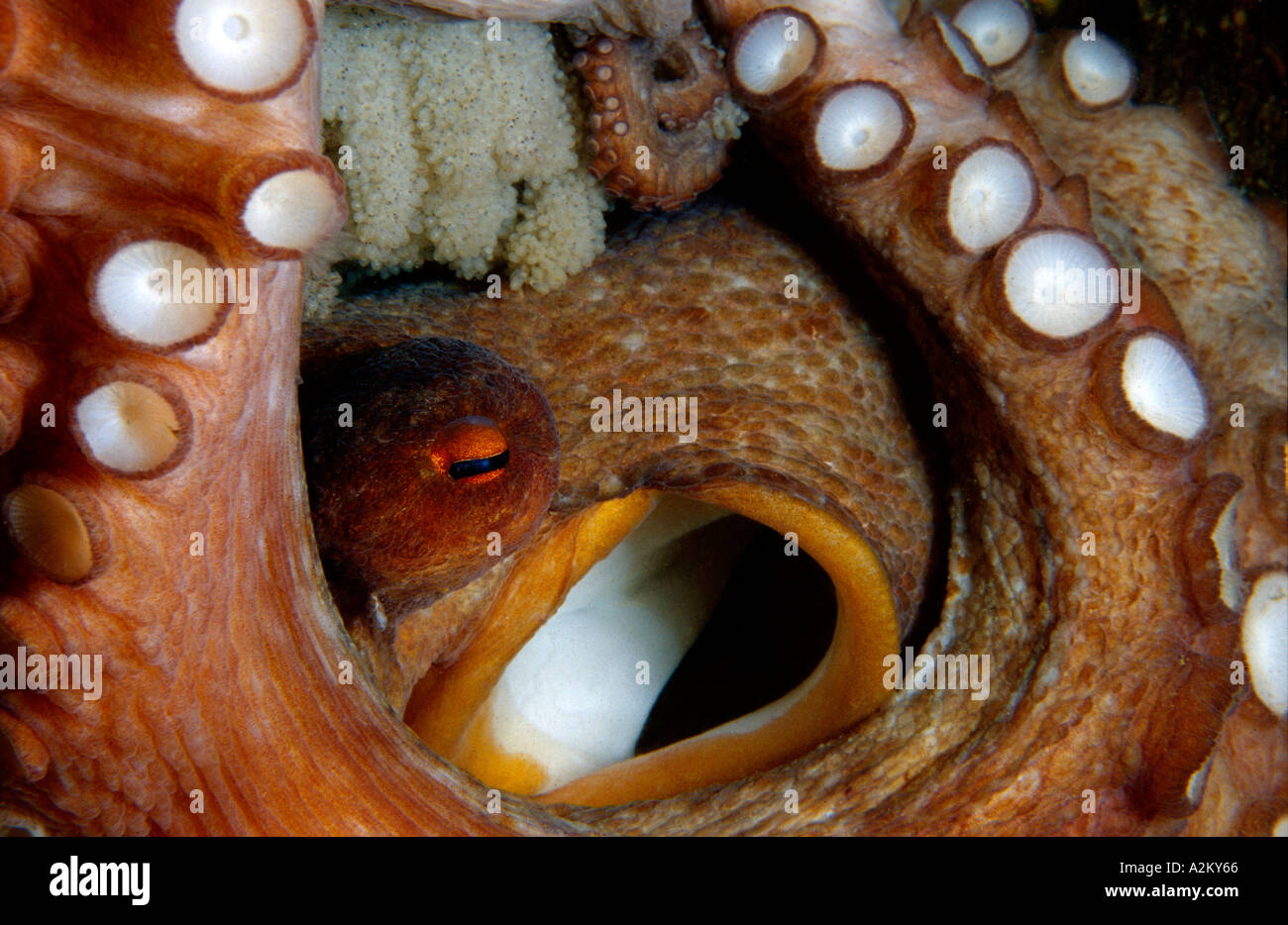 Common octopus female guarding her eggs, Octopus vulgaris Stock Photo