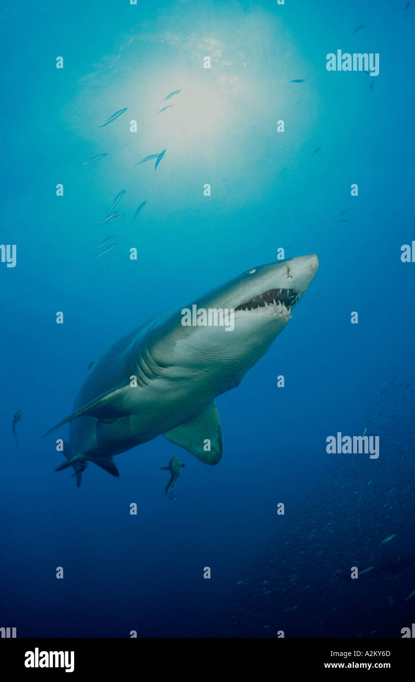 Carcharias taurus, Gray Nurse Shark, sand tiger shark, North Carolina USA Stock Photo